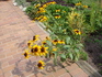 Rudbekia 2 8-09.jpg